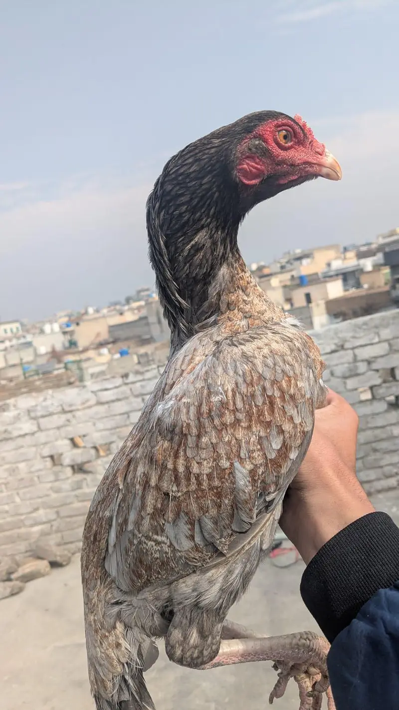 1 Pure Aseel Patha & 1 Saleti Murgi — photo 2