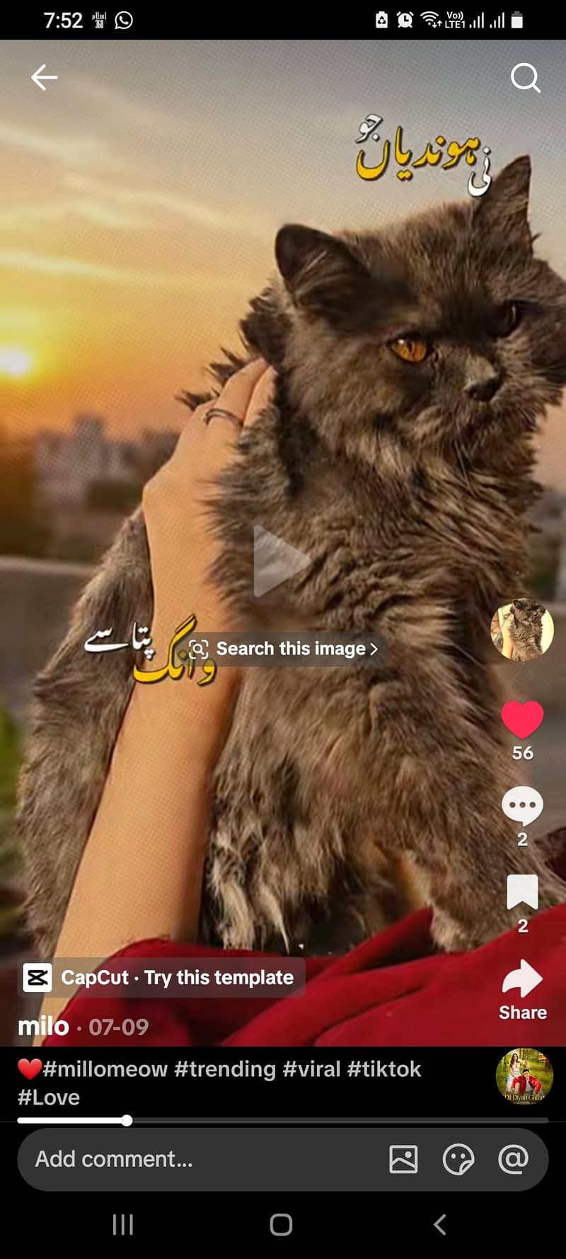 cat for slae 0