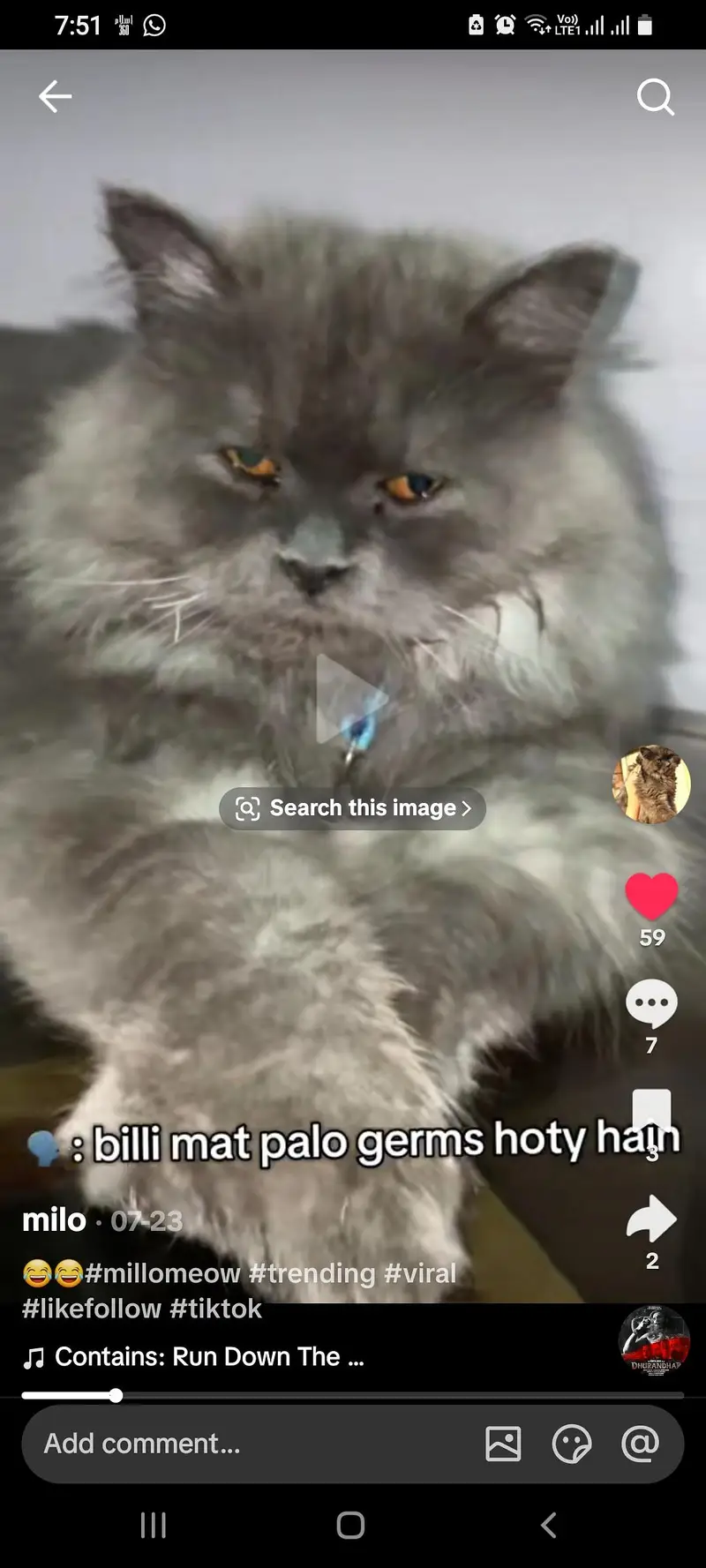 cat for slae — photo 2
