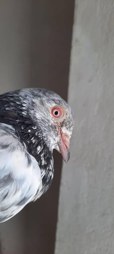 pigeon