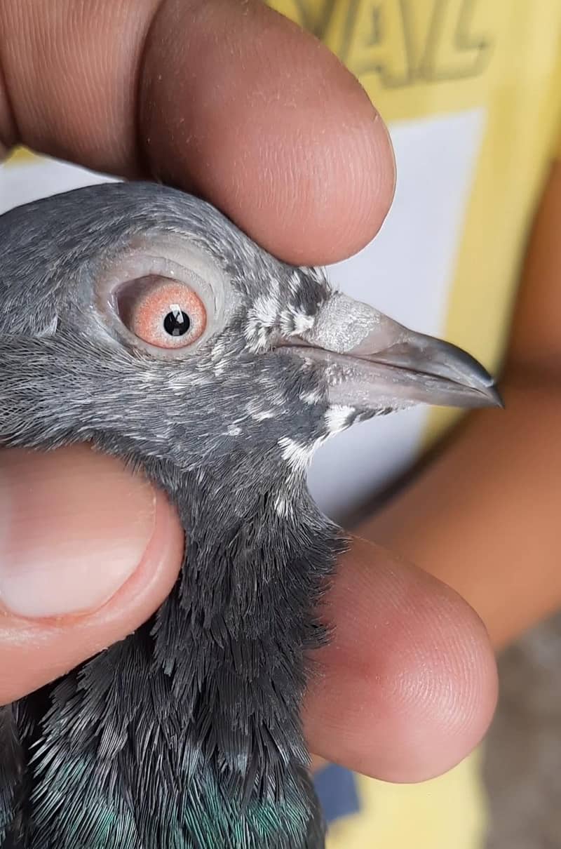pigeon 1