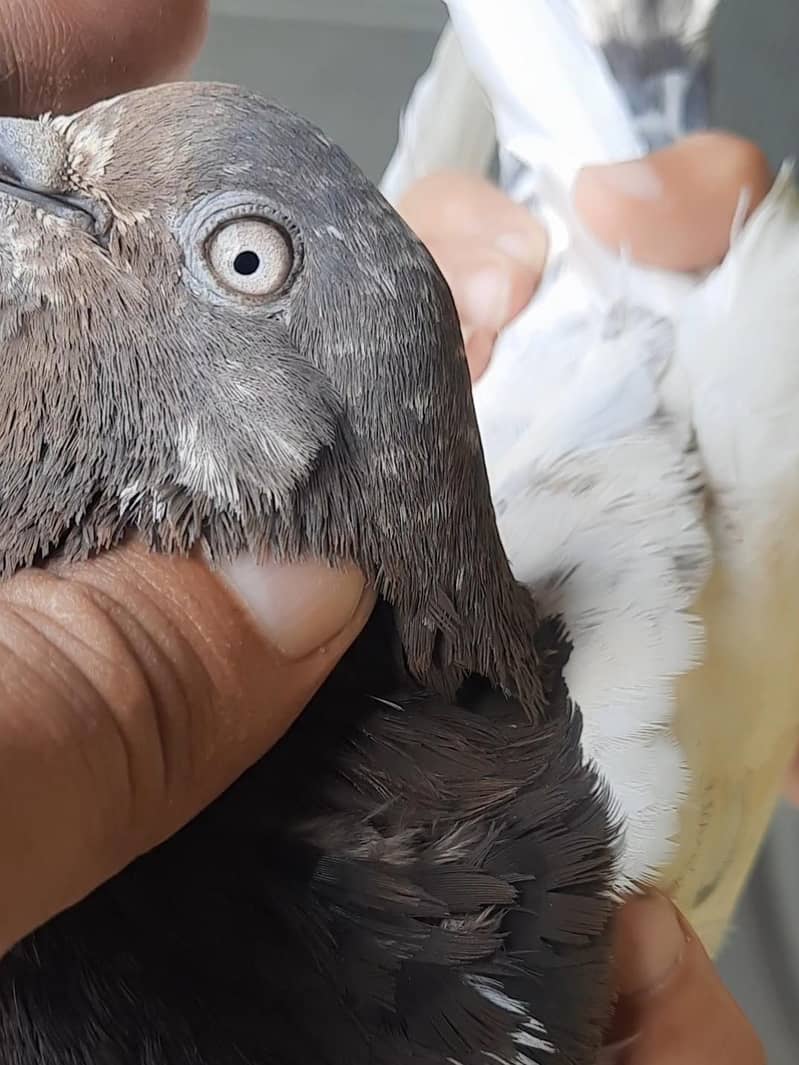 pigeon 2