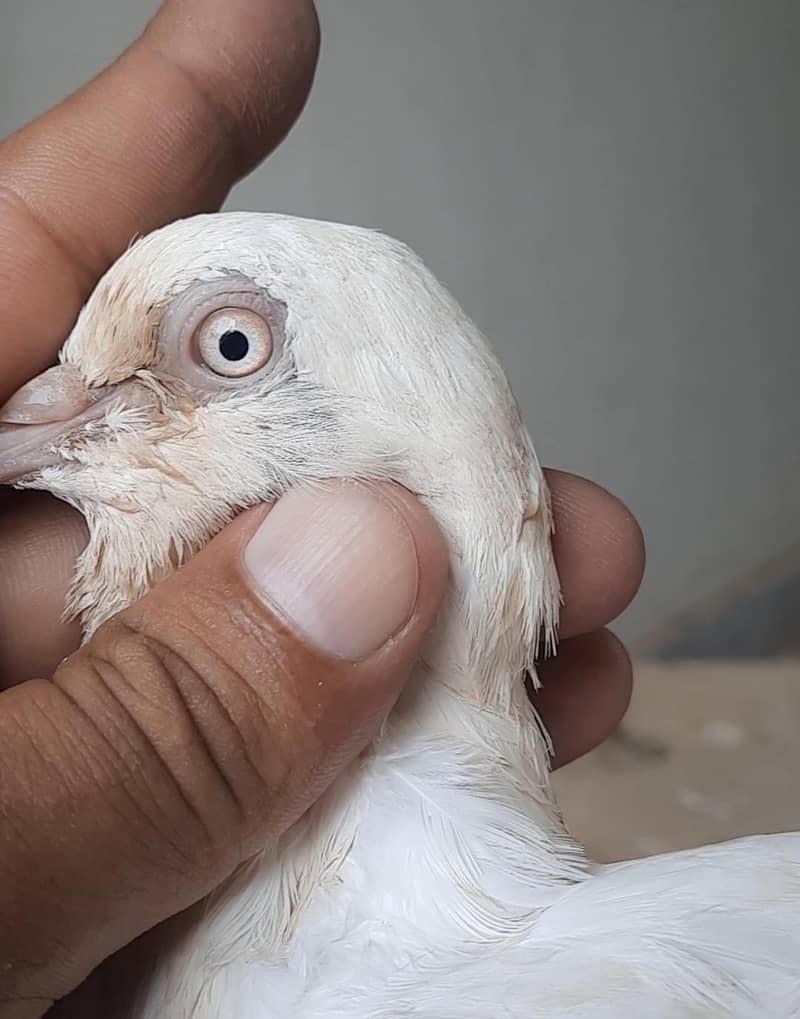 pigeon 4