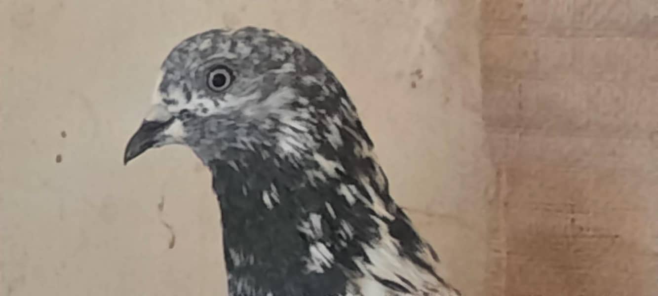 pigeon 5