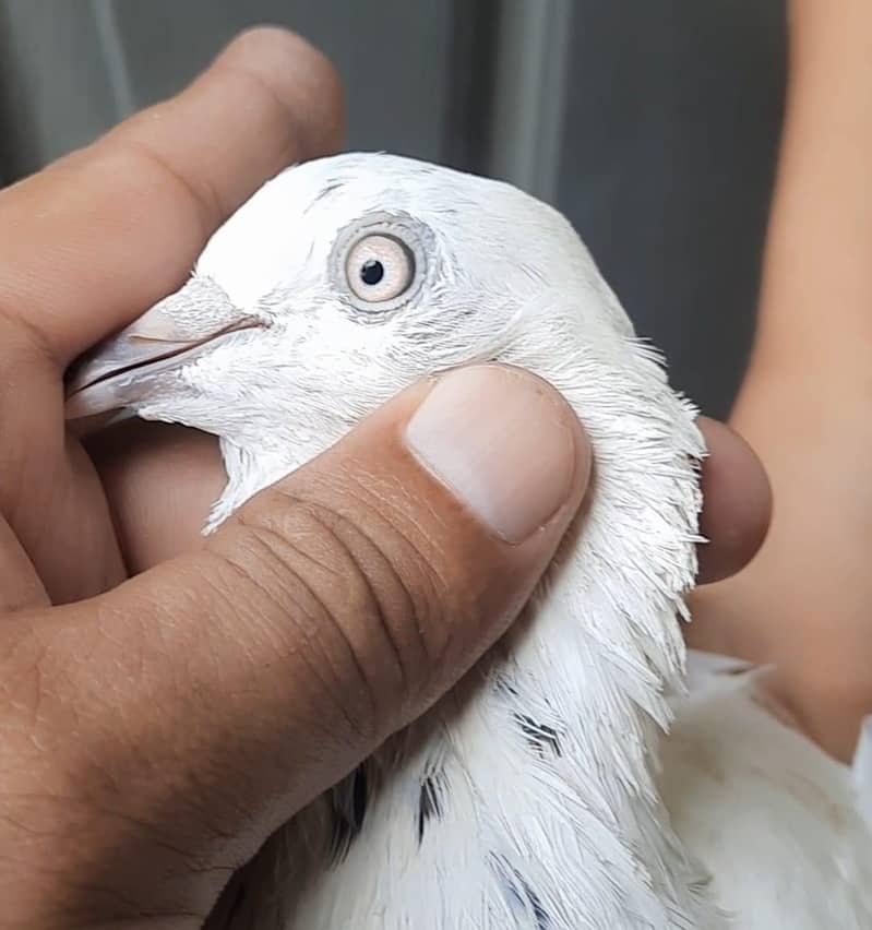 pigeon 7