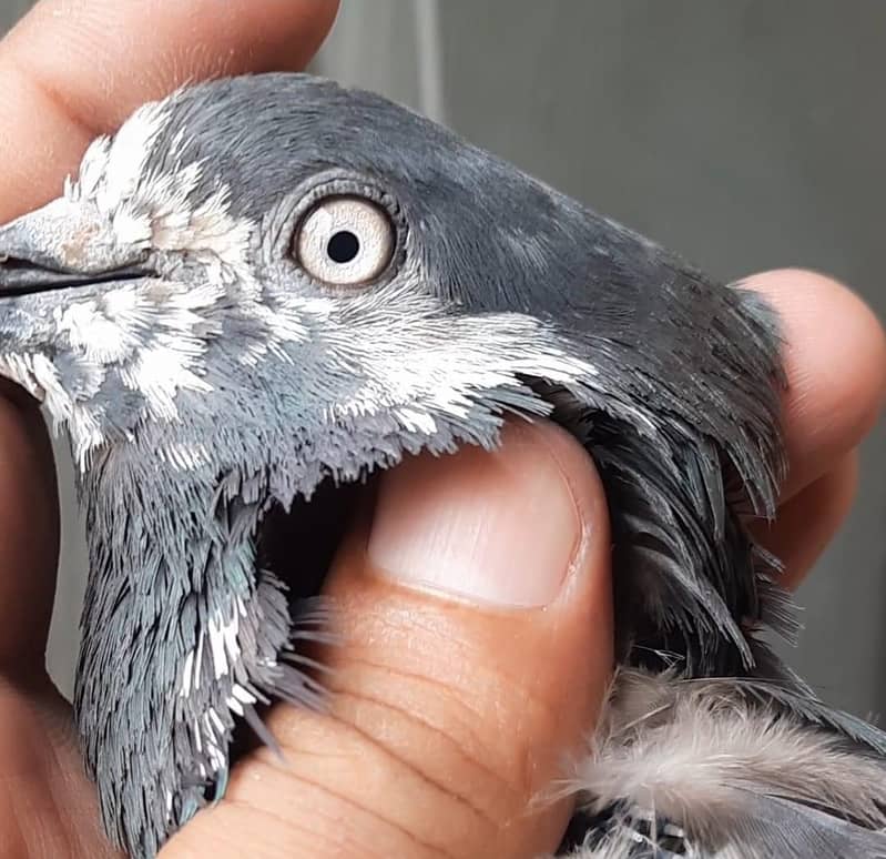 pigeon 8
