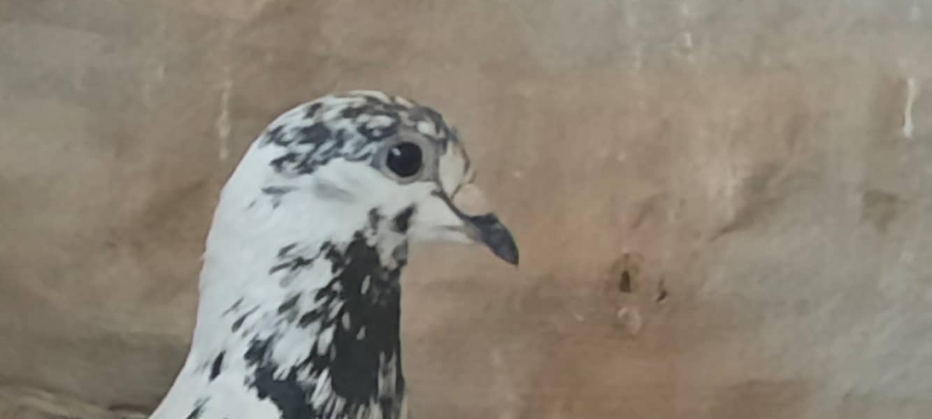 pigeon 9
