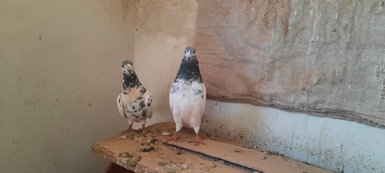 pigeon 10
