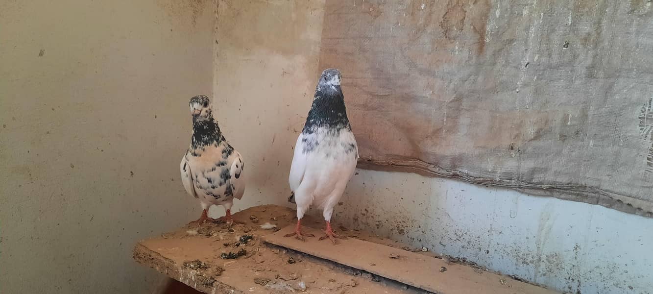 pigeon 11