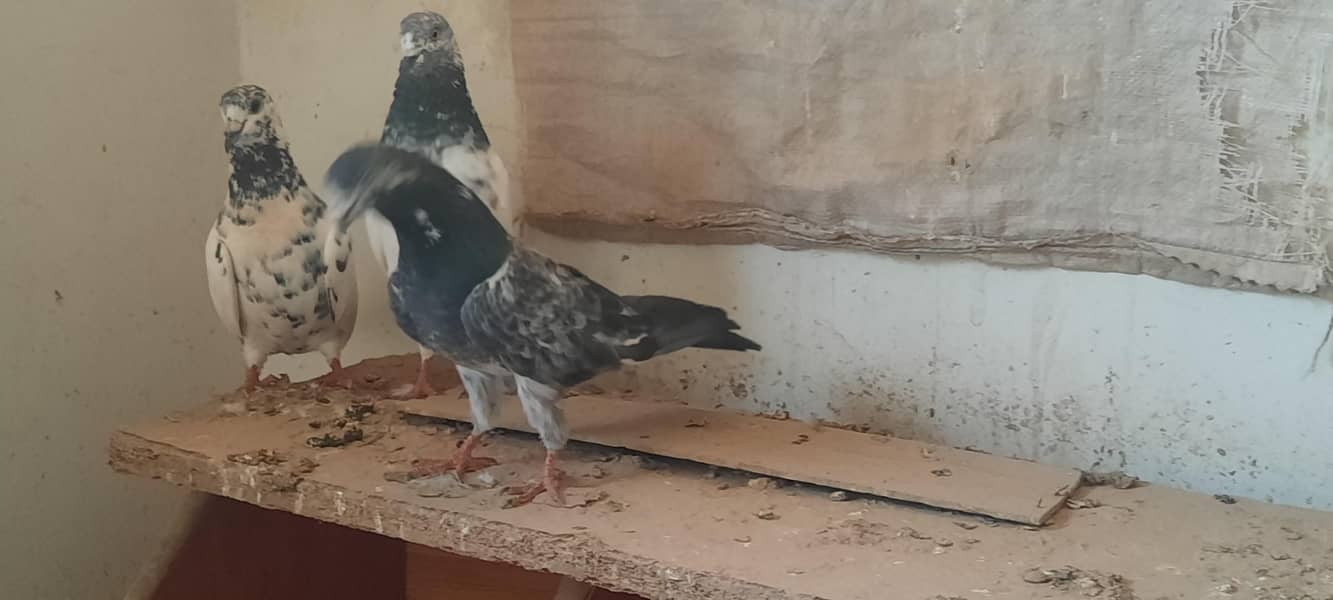 pigeon 12