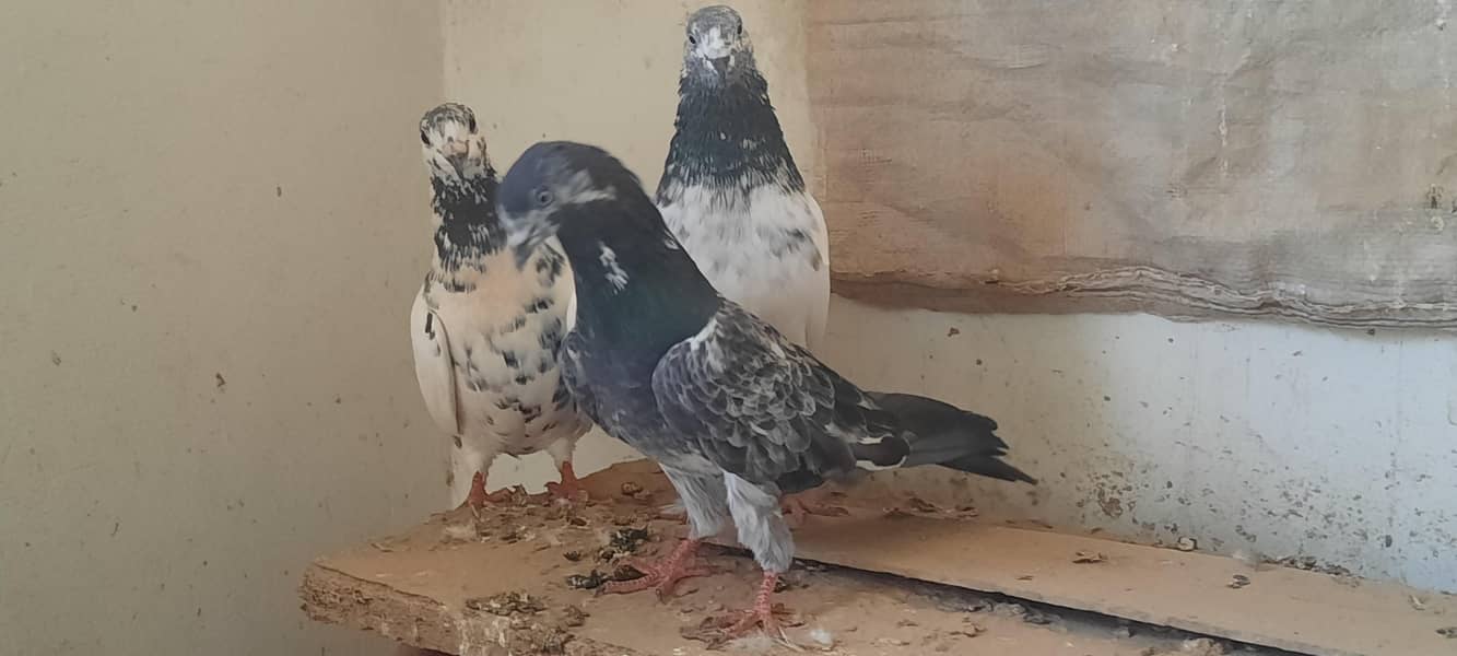 pigeon 13