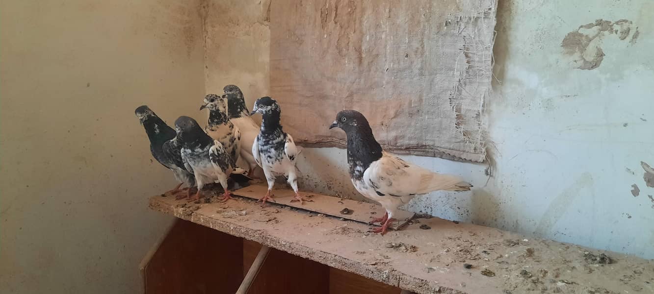 pigeon 14