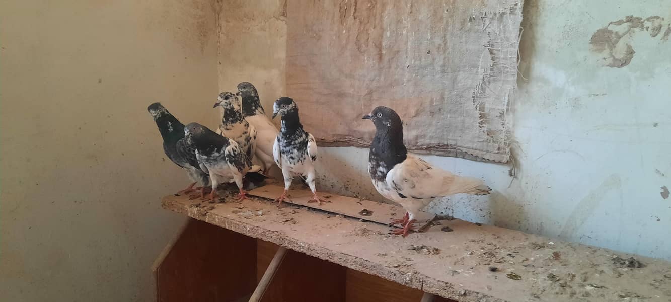 pigeon 15