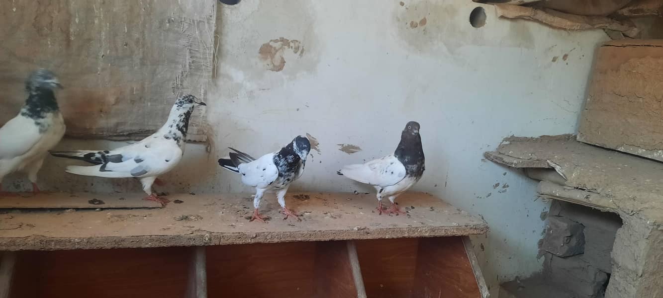 pigeon 16