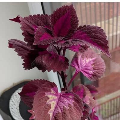 medium size purple coleus