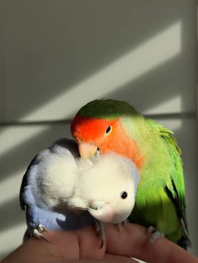 Beautiful Face Love Birds