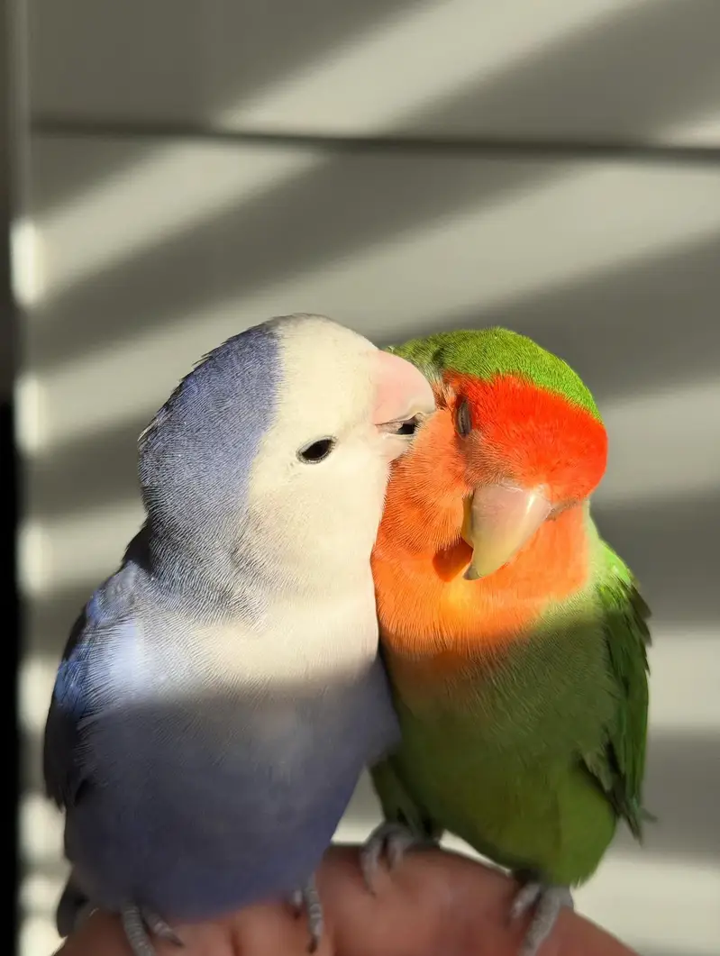 Beautiful Face Love Birds — photo 2