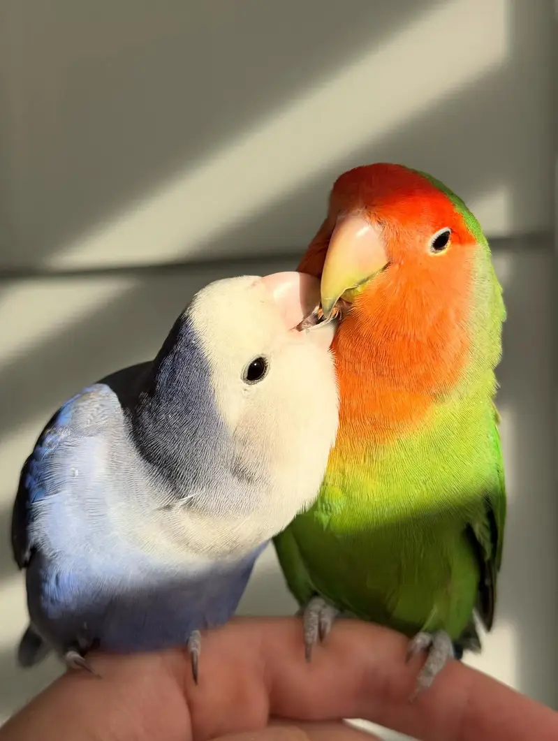 Beautiful Face Love Birds — photo 3