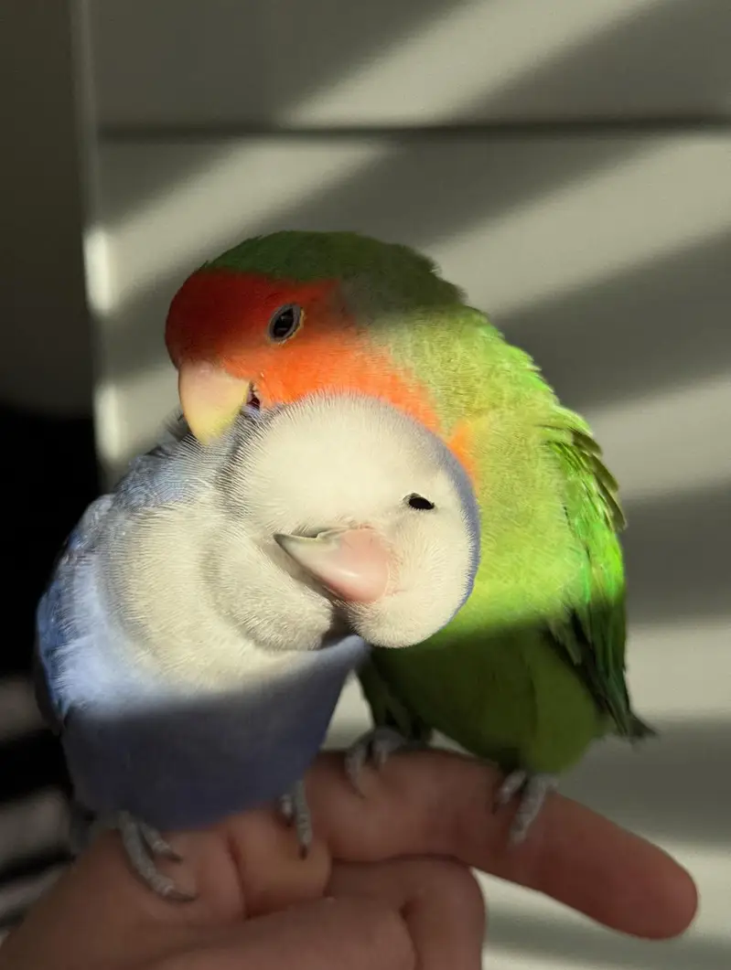 Beautiful Face Love Birds — photo 4