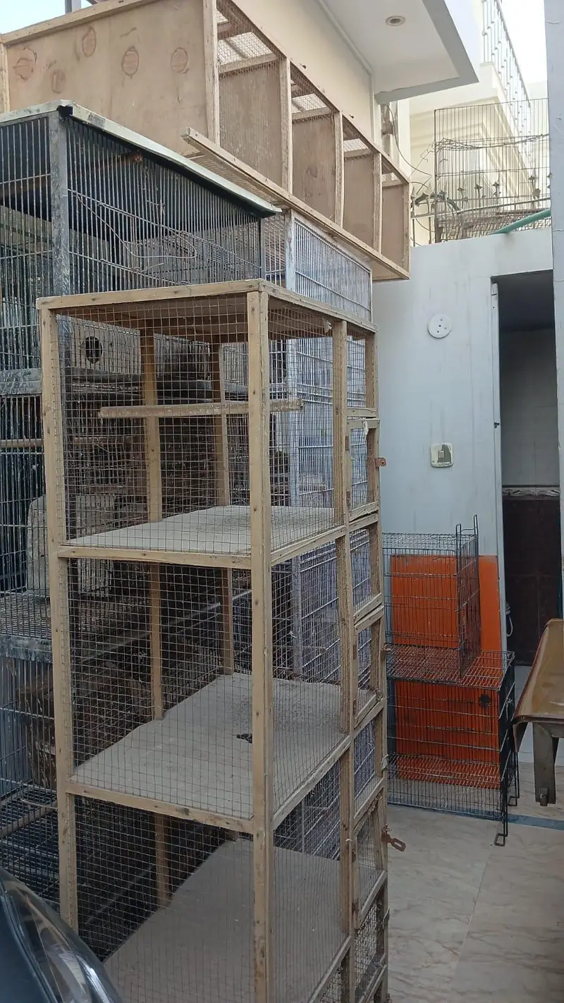 Cages for bird up for urgent sale — photo 2