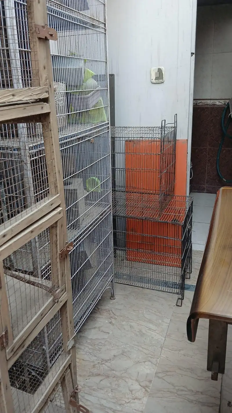 Cages for bird up for urgent sale — photo 3