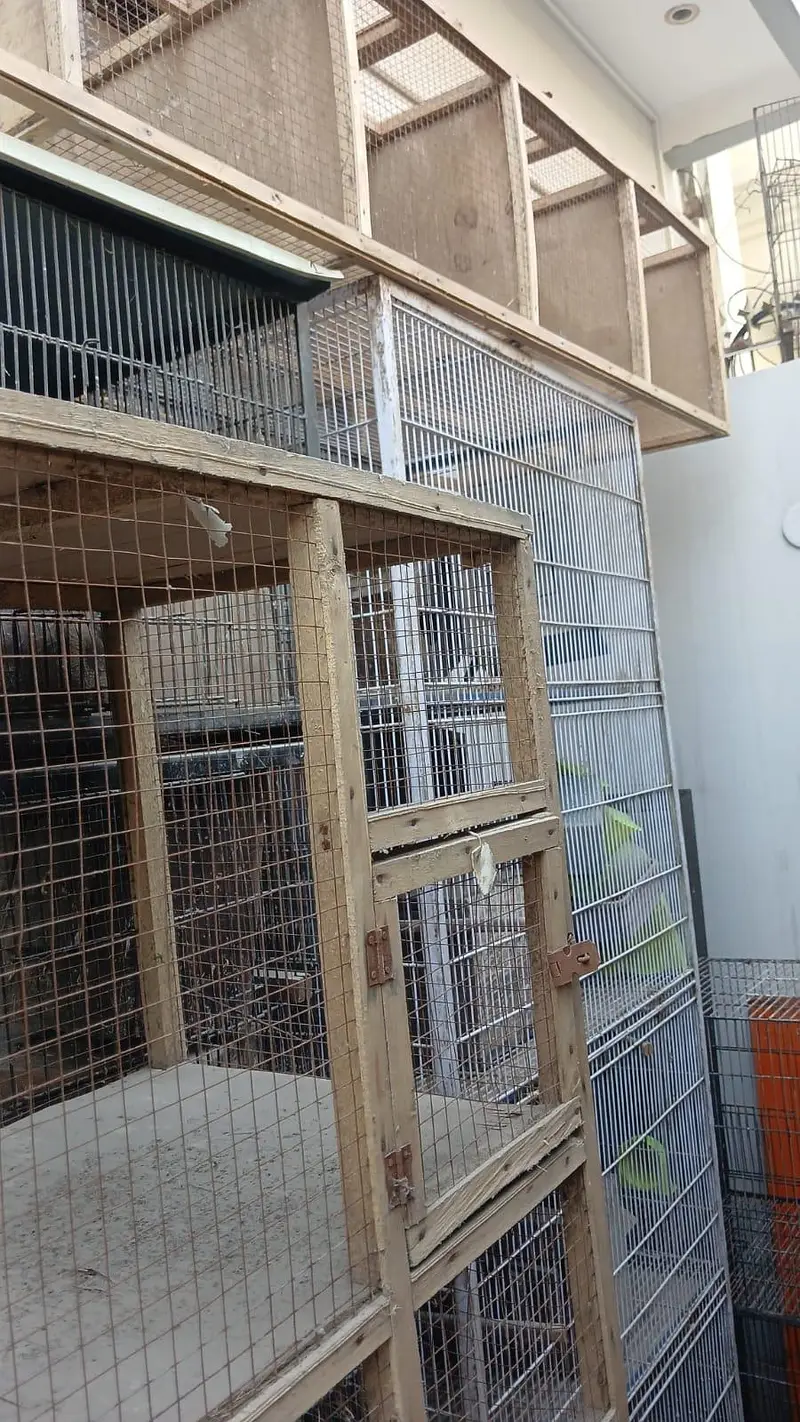 Cages for bird up for urgent sale — photo 4
