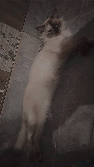 Persian
