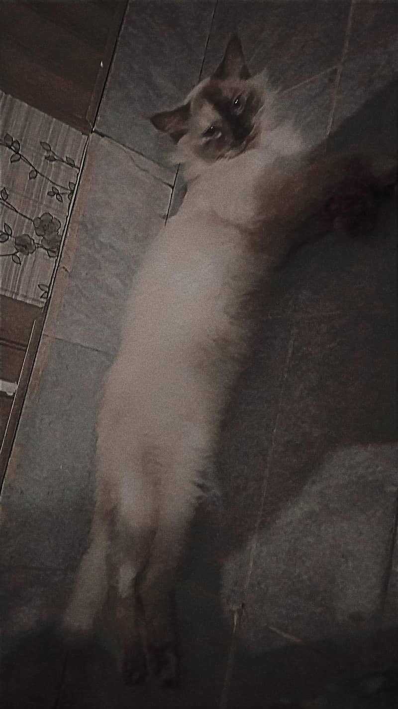 Persian 0