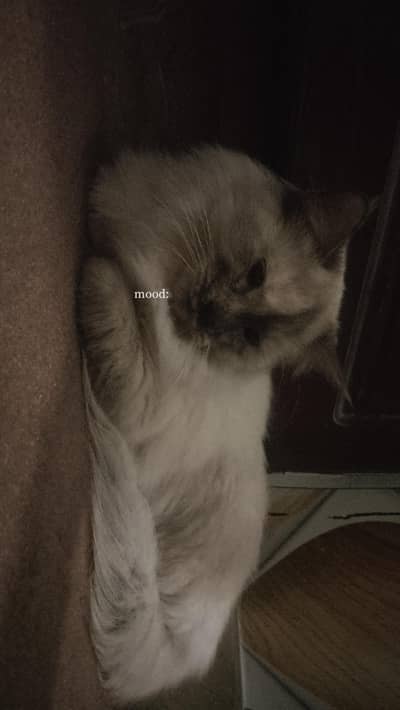 Persian