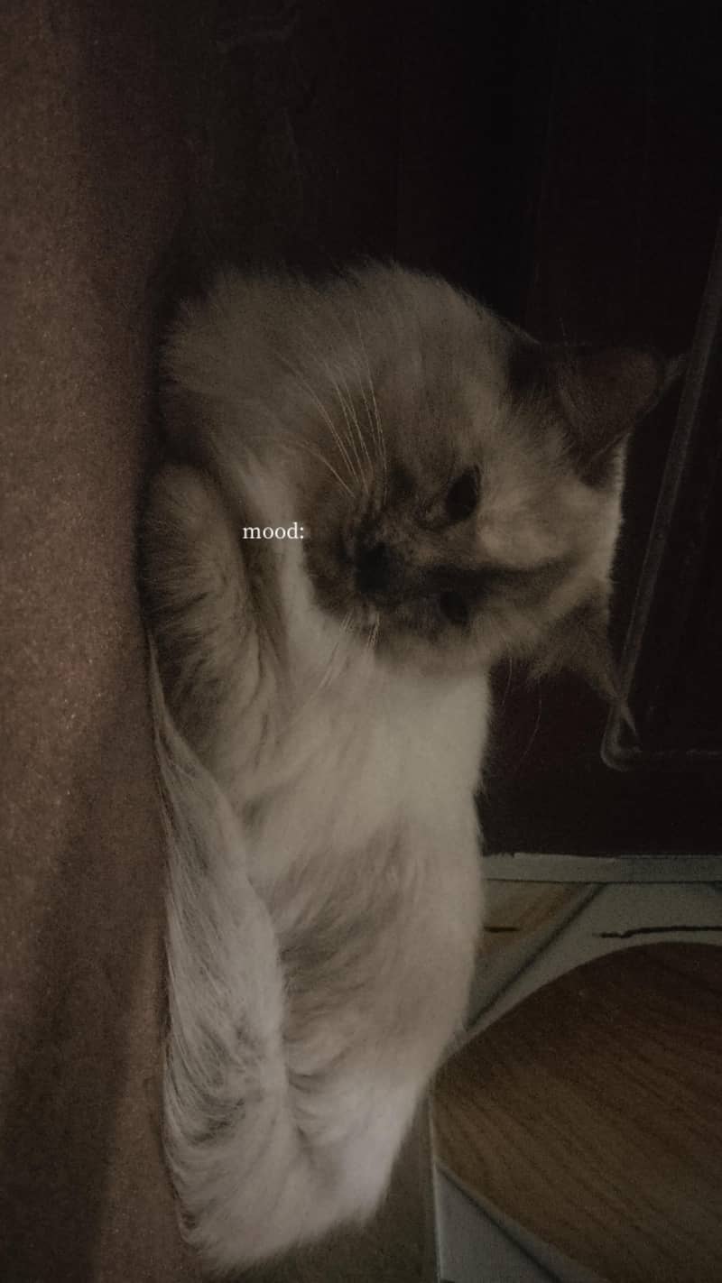 Persian 1