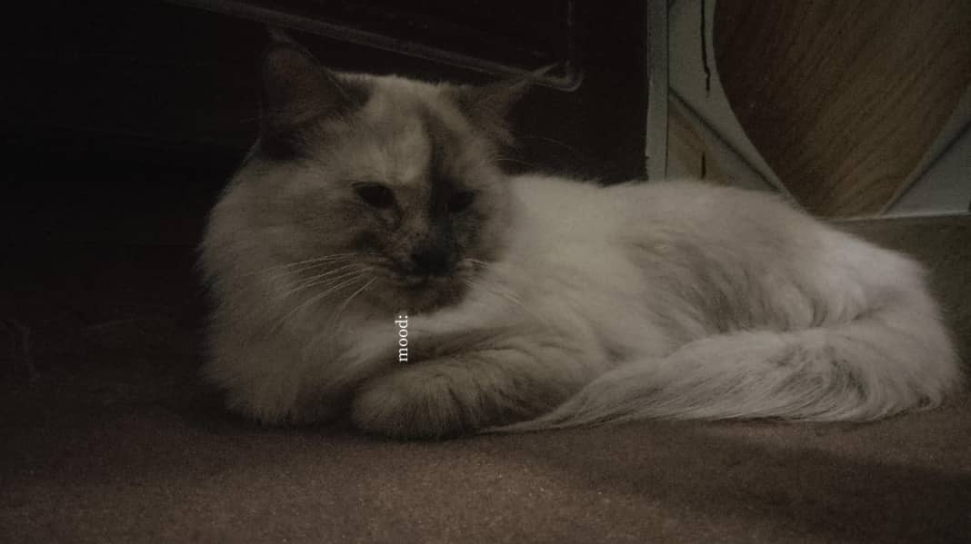 Persian 2