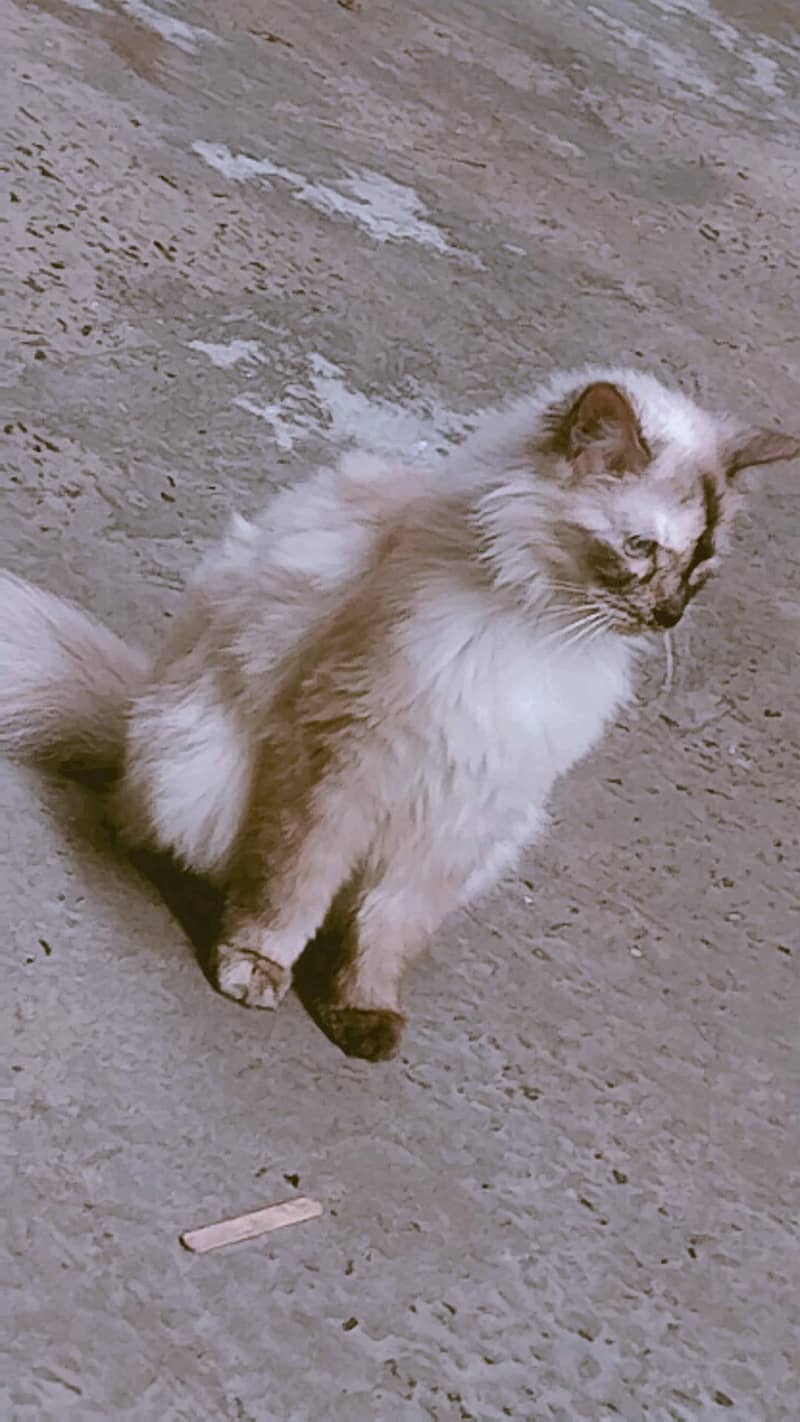 Persian 4