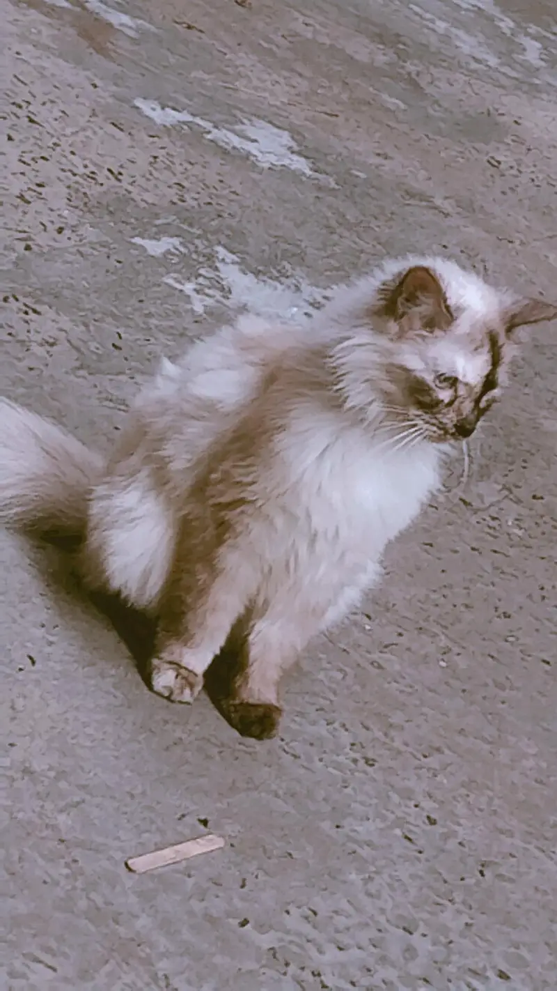 Persian — photo 5