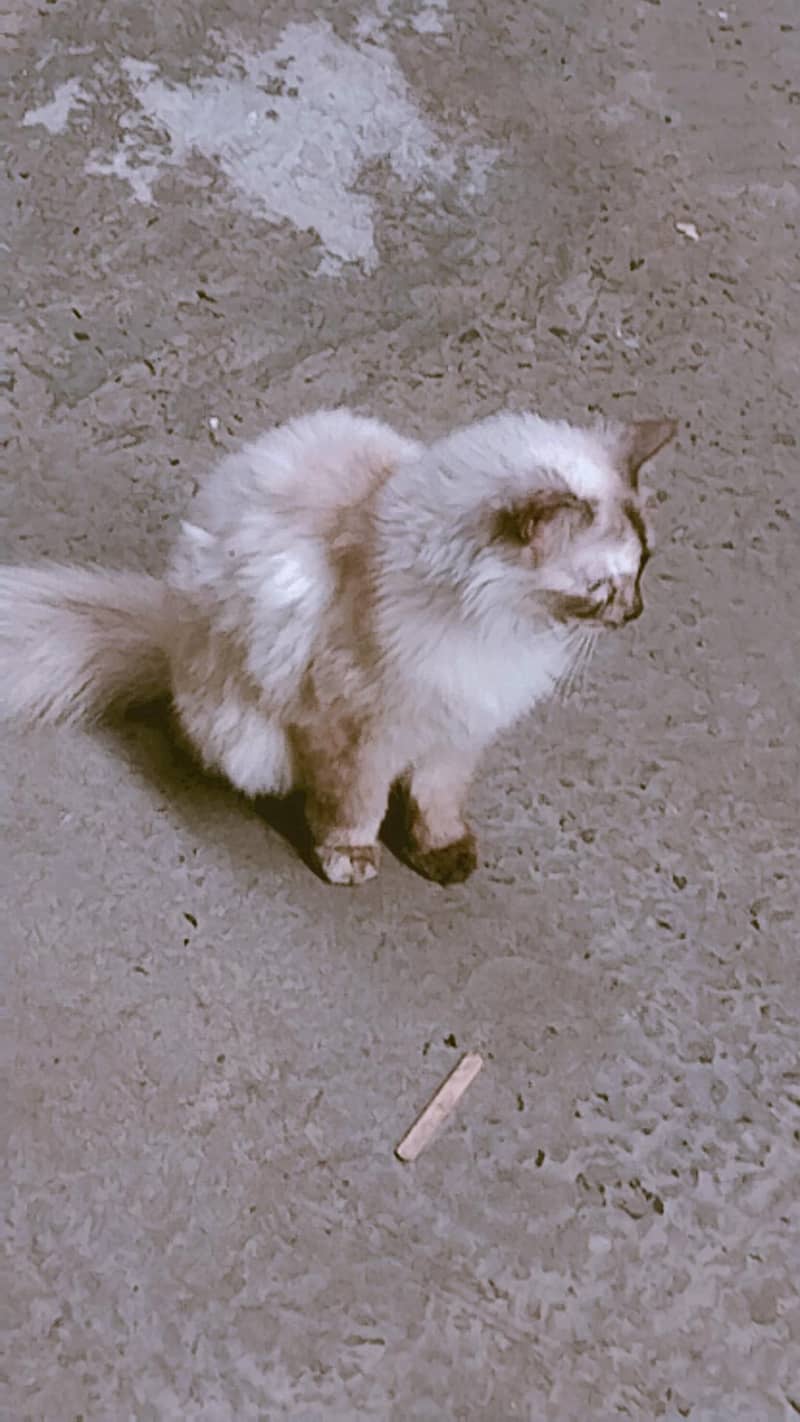 Persian 5