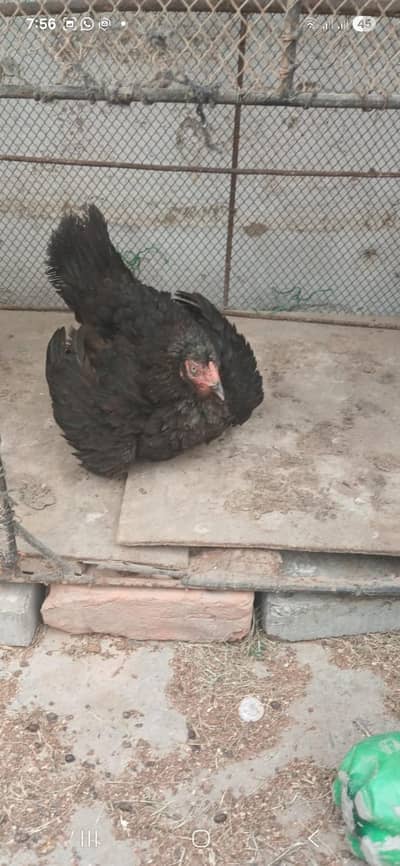 for sale urgent