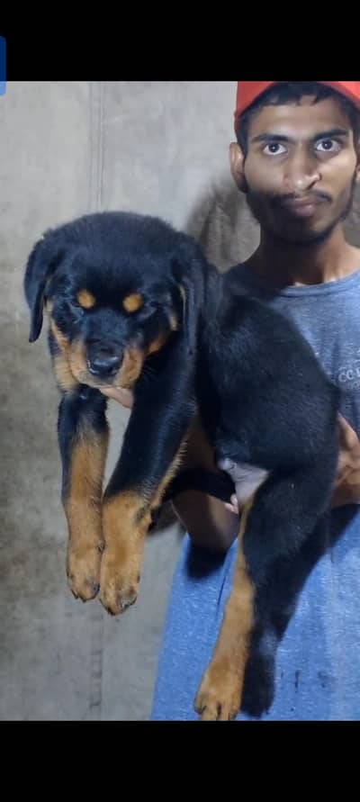 Rottweiler female pup