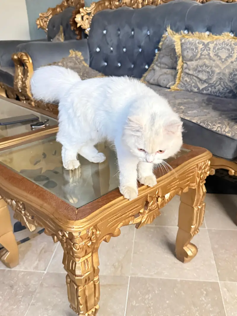 Persian 7month triple coat full active and playful no vaccine — photo 3