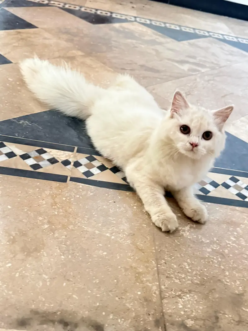 Persian 7month triple coat full active and playful no vaccine — photo 5