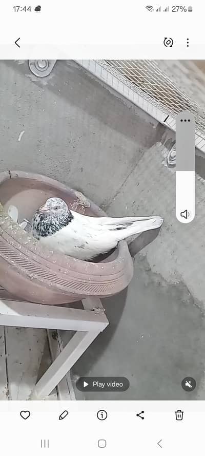 good flying birds for sale