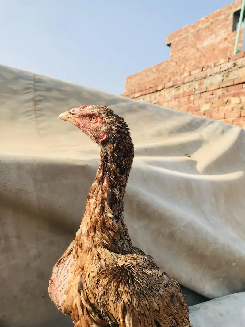 vetnami female high quality long height_03074327731 — photo 5