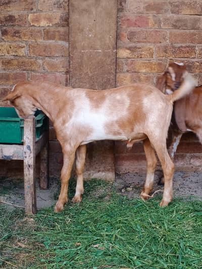 Tada bareder male for sale location fsd tata bazaar
