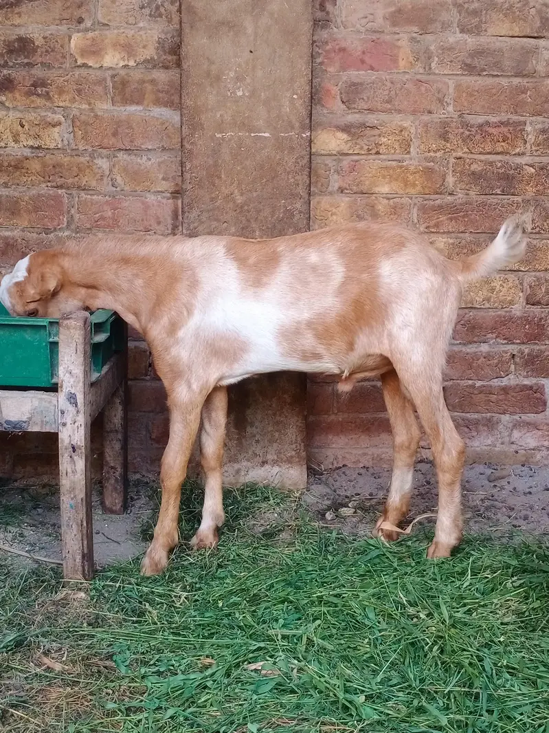 Tada bareder male for sale location fsd tata bazaar — photo 2