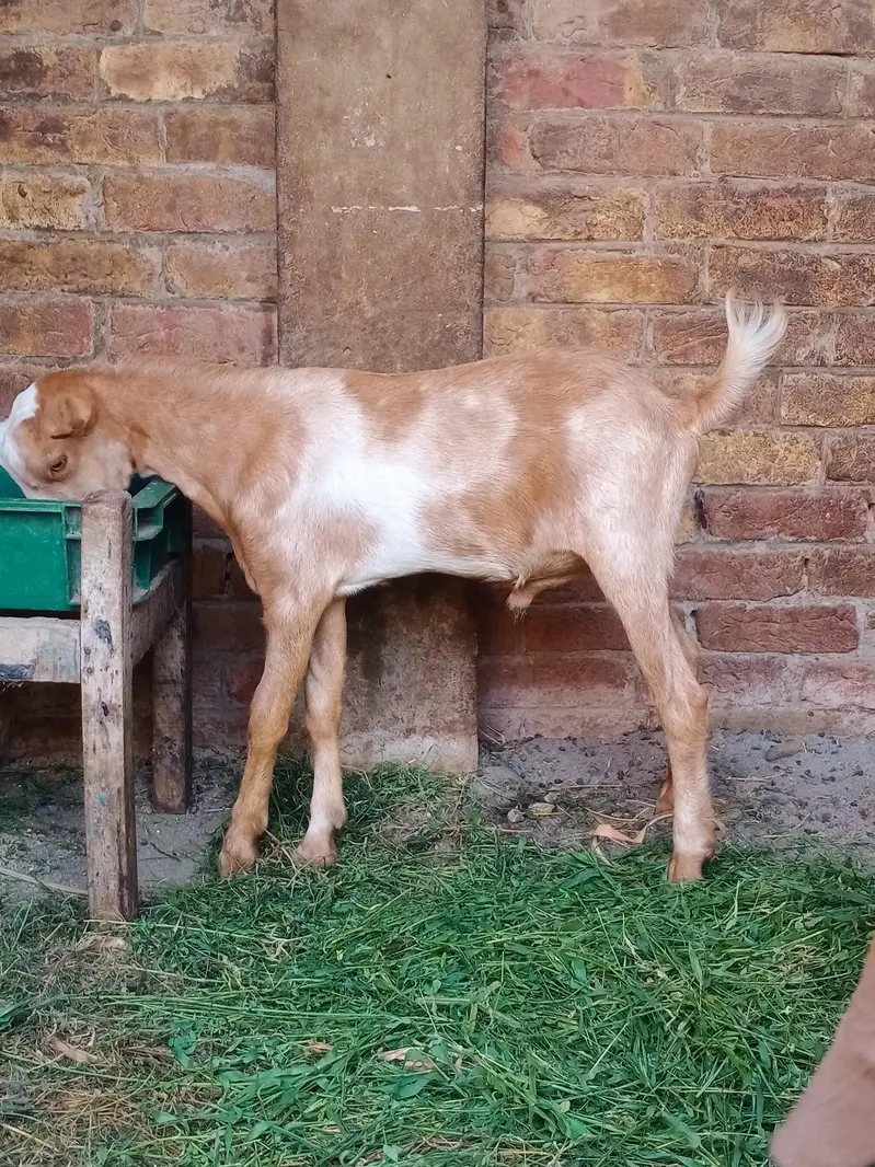 Tada bareder male for sale location fsd tata bazaar — photo 3