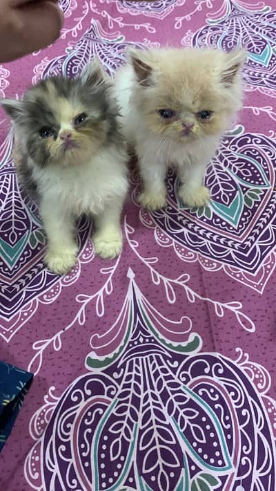 Persion good punch 4 kittens for sale