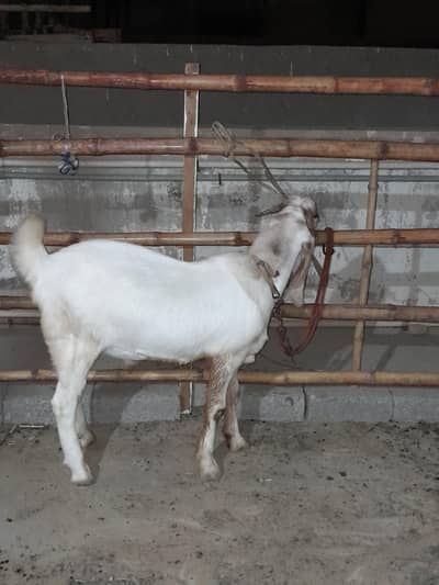 tapra breader goat
