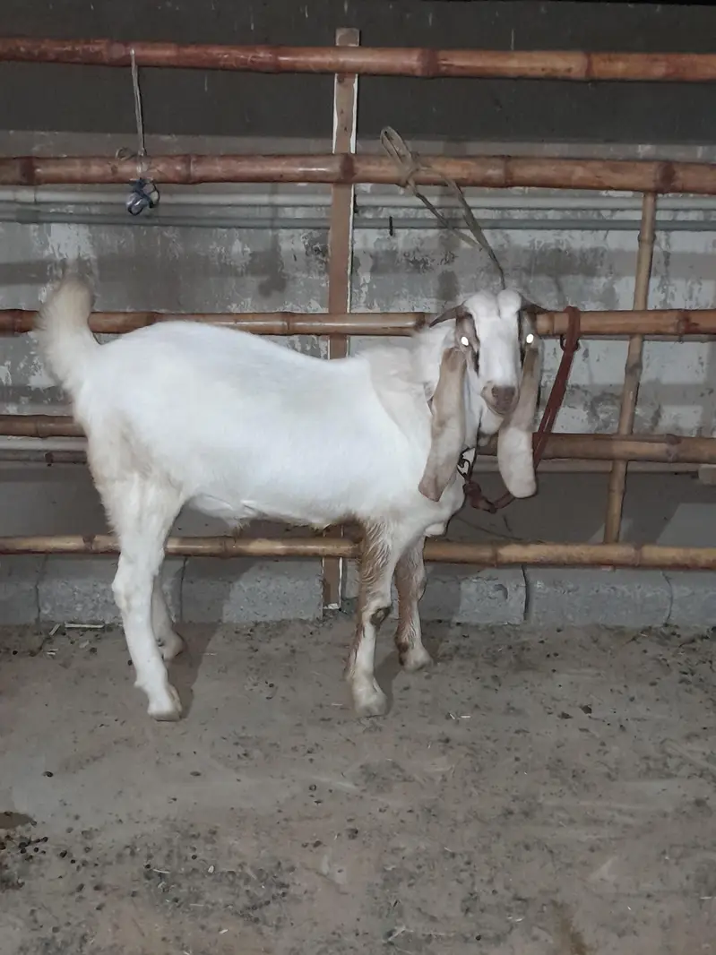 tapra breader goat — photo 2