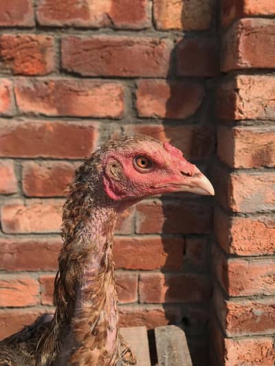 vetnami female high quality long height_03074327731