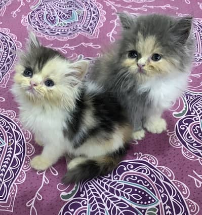 Persion good punch 4 kittens for sale