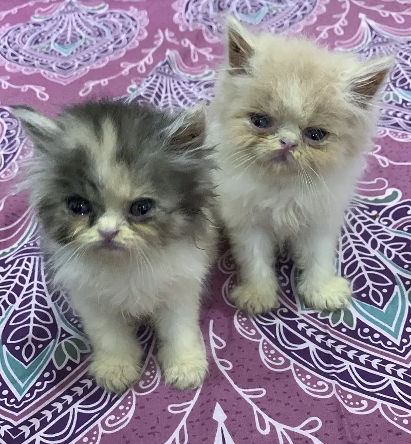 Persion good punch 4 kittens for sale — photo 2