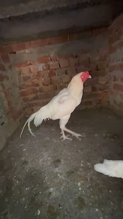 Paper White Aseel Murgha//Heera Aseel Murgha For Sale